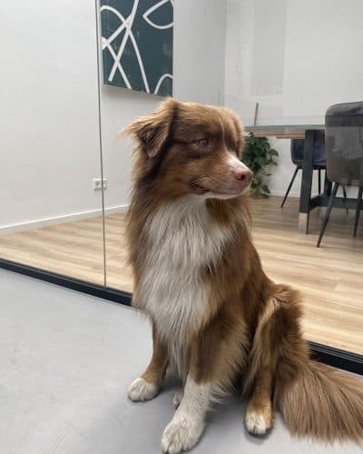 Duke, SKZ Rheinland